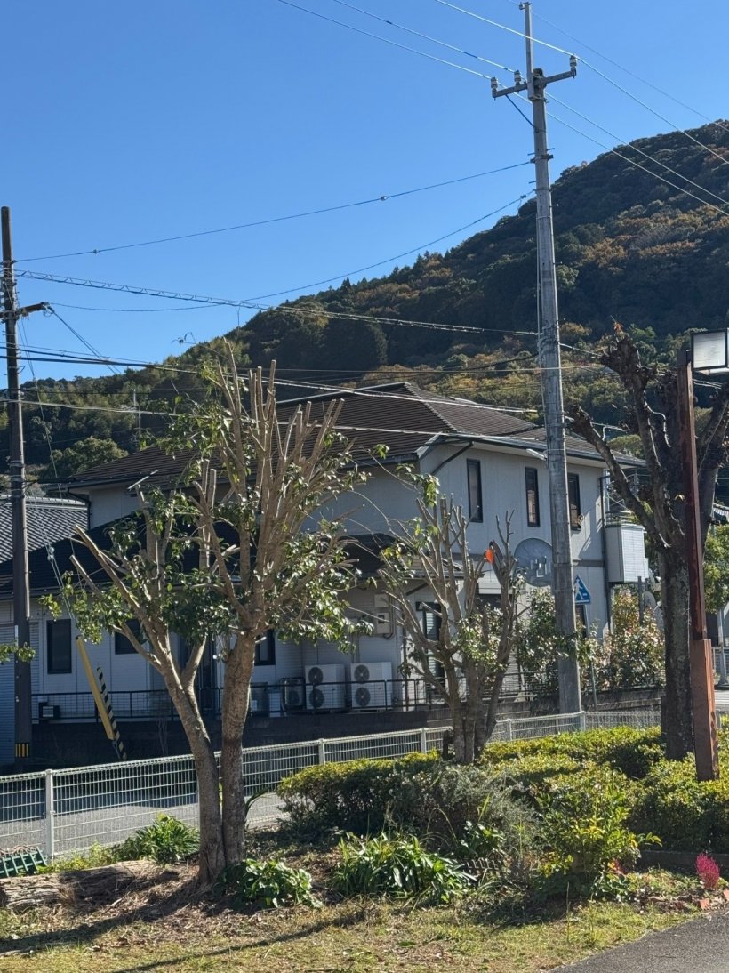 枝を切った金木犀の木